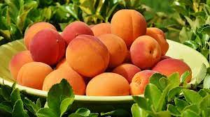 Exploring the Delightful World of Apricots: A Beginner's Guide